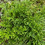 Lycopodium complanatum Costuma