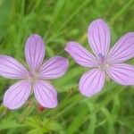 Geranium asphodeloides 花