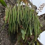Brassavola acaulis Fruit