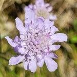 Scabiosa canescens Blüte
