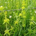 Cruciata pedemontana Çiçek