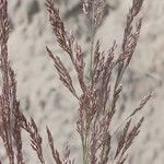 Agrostis stolonifera Květ