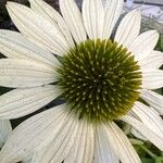 Echinacea pallida Blüte