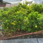 Euryops chrysanthemoides Folio