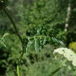 Libanotis pyrenaica 葉