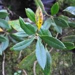 Rhododendron irroratum Folha