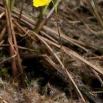 Utricularia intermedia Habitus