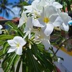 Plumeria pudica 花