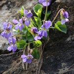 Viola pyrenaica Habit