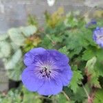 Geranium platypetalumЦветок