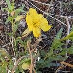 Oenothera hartwegii Blomst