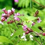 Silene pendula Beste bat