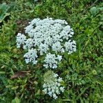 Daucus muricatus Fula