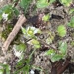 Cerastium semidecandrum 花