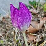 Colchicum bivonae Blodyn