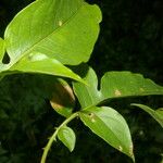 Solanum wendlandii Leaf