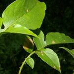 Solanum wendlandii पत्ता