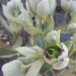 Helleborus foetidus 果實