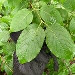 Viburnum lentago ഇല