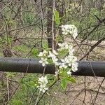 Prunus mahaleb Blatt