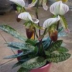 Paphiopedilum acmodontum Hostoa