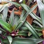 Tradescantia spathacea ഇല