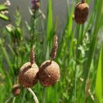 Typha minima Blüte