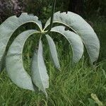 Cussonia arborea Leaf