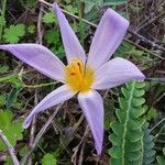 Crocus thomasiiFlor