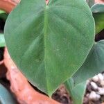 Philodendron microstictum Leaf