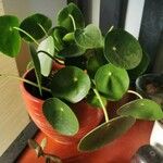 Peperomia polybotrya Blatt