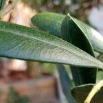 Olea europaea Leaf