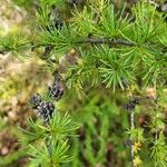 Larix laricina Лист