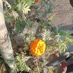 Tagetes erectaফুল