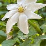 Gardenia taitensis Λουλούδι