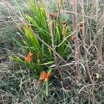 Iris foetidissima 形態