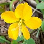 Senna pilifera Flower