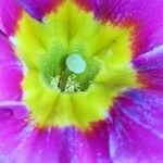 Primula vulgaris Egyéb