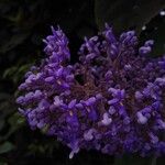 Cornutia pyramidata Flor