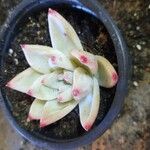 Echeveria colorata Leaf