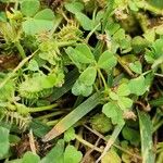 Medicago praecox Blatt