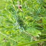 Genista anglica Leaf