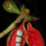 Xylopia cupularis Fruit