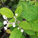 Rubus ulmifolius Blüte