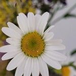 Leucanthemum vulgareKvět