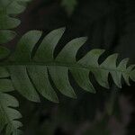 Pteris fauriei Листок