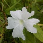 Thunbergia laevis ᱵᱟᱦᱟ