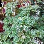 Coleus madagascariensis Leaf