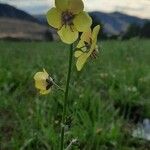 Verbascum blattariaКвітка