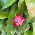 Billbergia pyramidalis Blüte